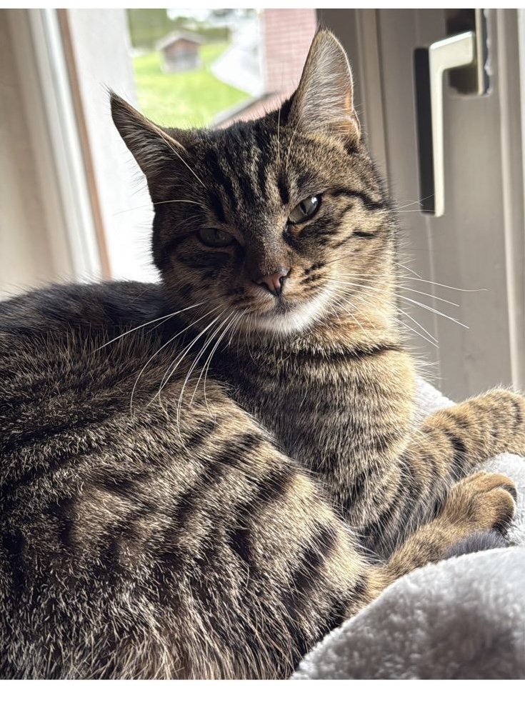 Strengen_Katze_Nika2