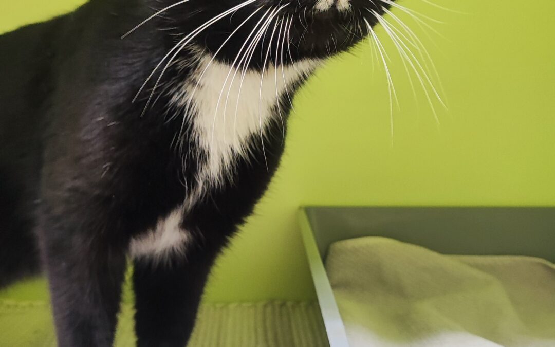 Fundtier Kater, Tarrenz  (03/2026)