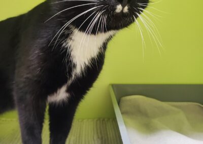 Fundtier Kater, Tarrenz  (03/2026)