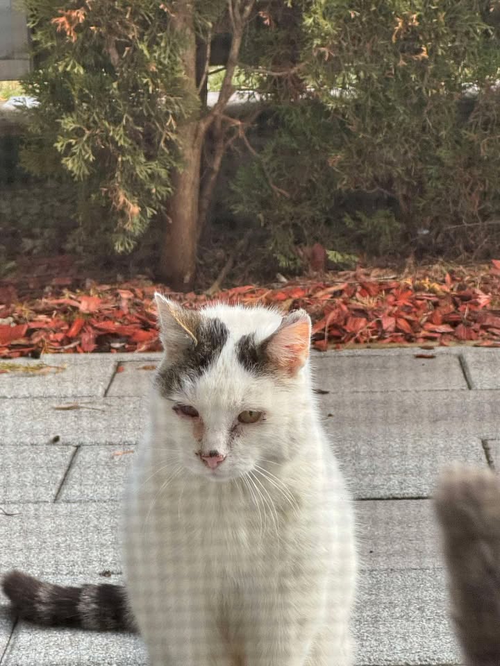 Telfs_Fundkatze Untermarktstraße1