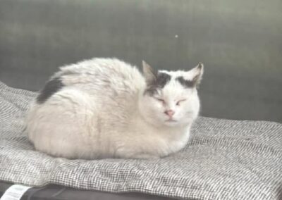 Fundtier Katze, Telfs  (03/2026)