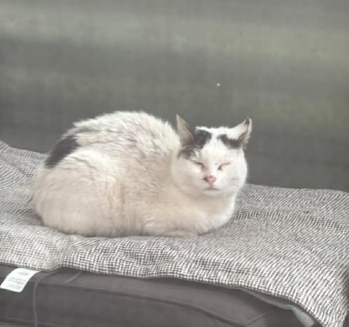 Fundtier Katze, Telfs  (03/2026)