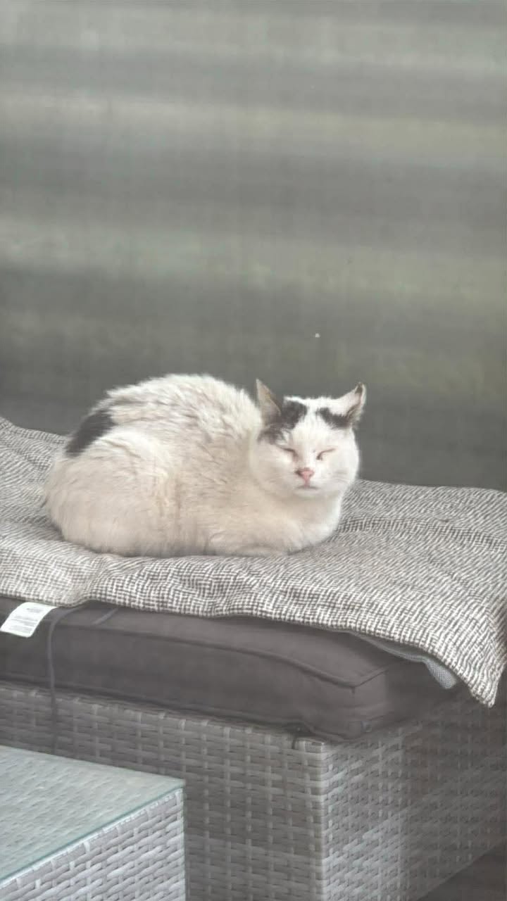 Telfs_Fundkatze Untermarktstraße2