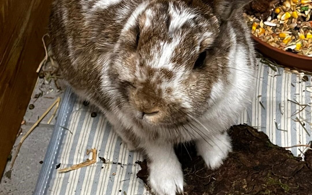 Felix, Thaur  (03/2026)