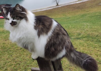 Poppi, Thiersee  (03/2026)