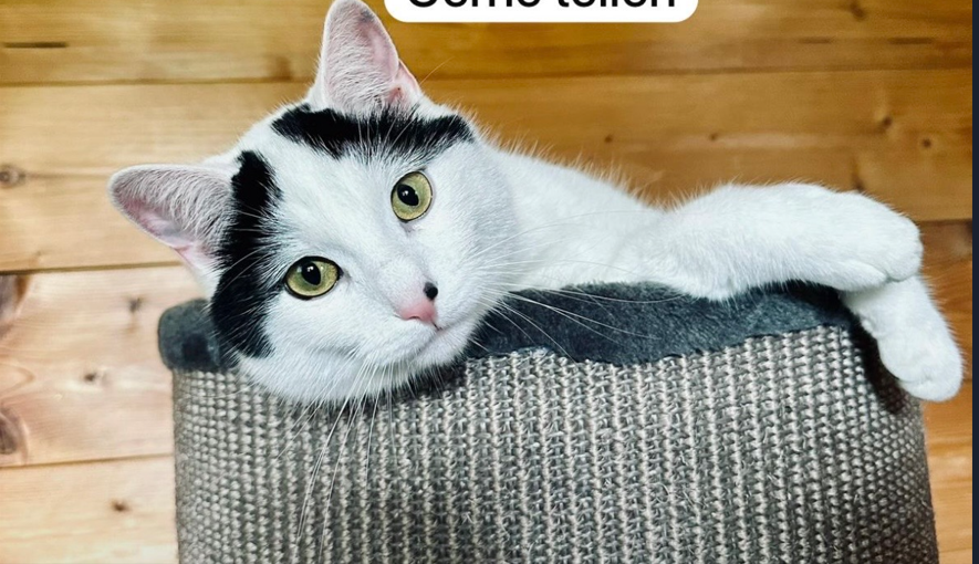 Feli, Waidring  (03/2026)