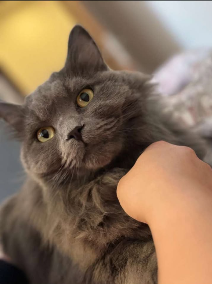 Pamuk, Wörgl  (03/2026)