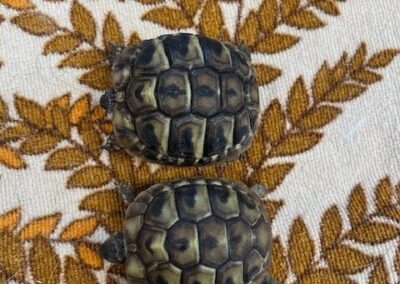 Fundtier Landschildkröten, Zirl  (03/2026)