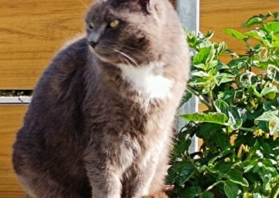 Smoky, Zirl  (03/2026)