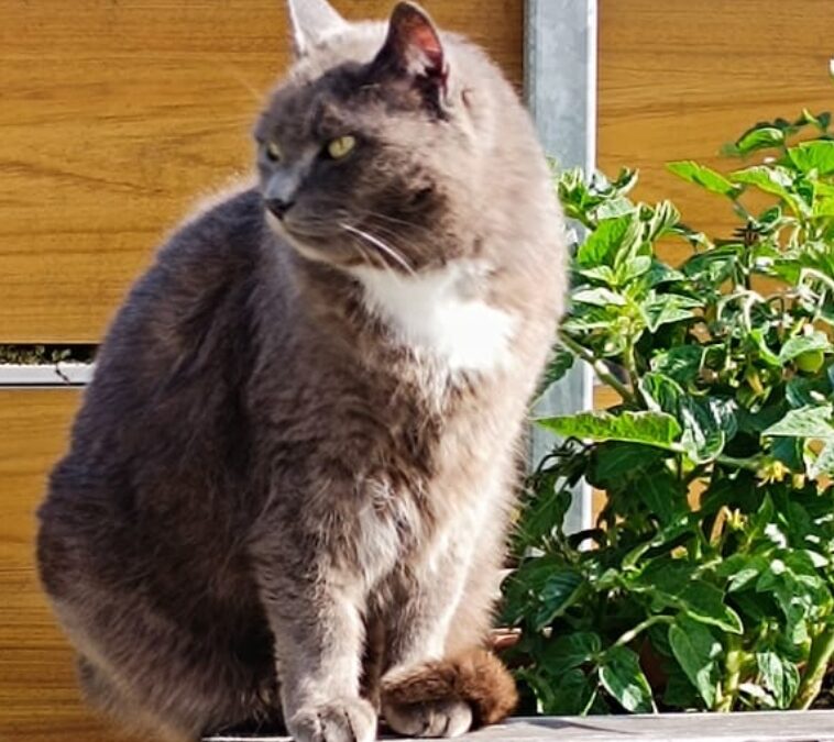 Smoky, Zirl  (03/2026)