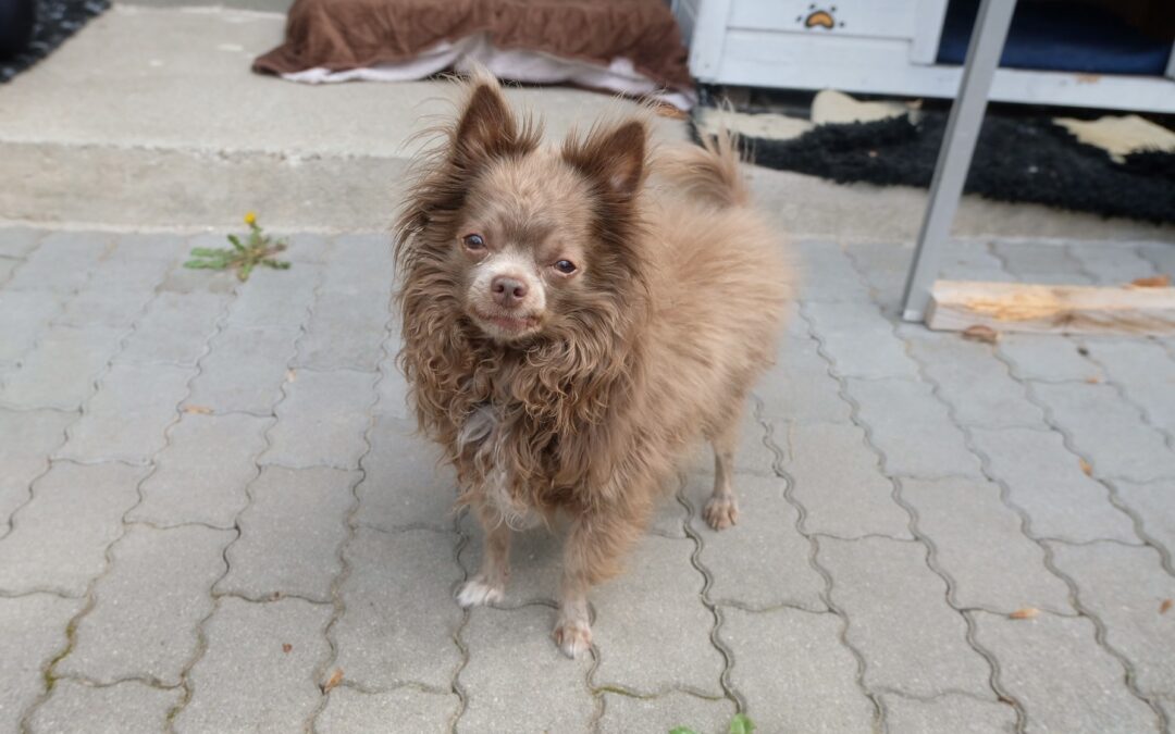 Amigo