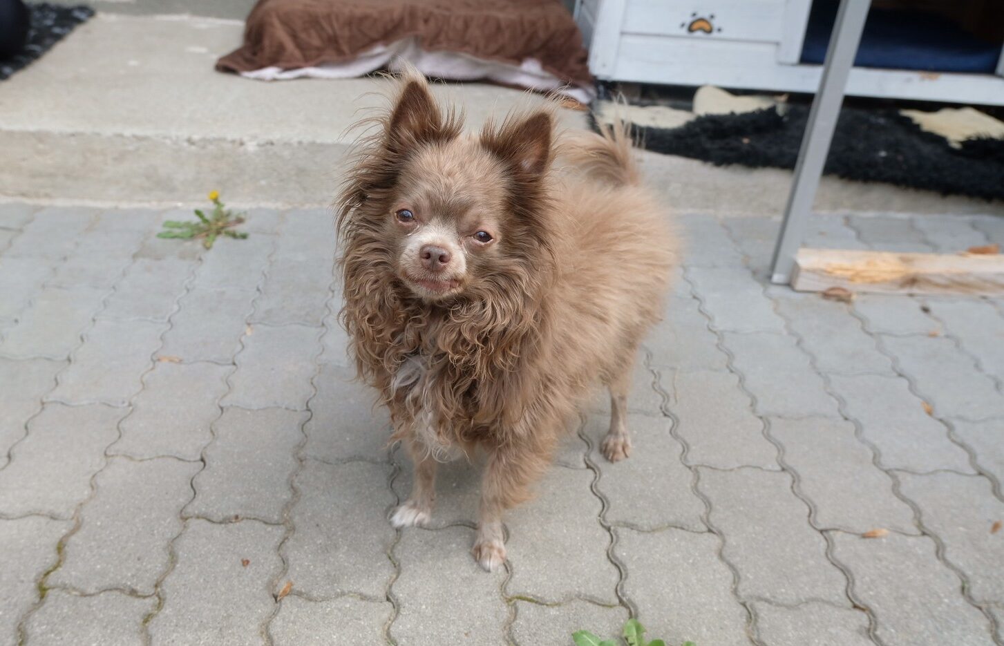Amigo