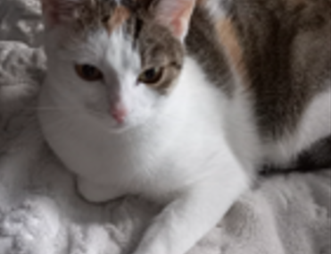 Lilly, Angath  (04/2026)