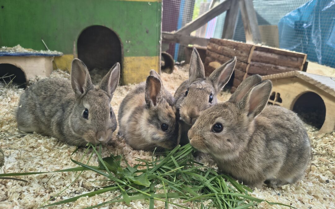 Astra, Zafira, Mokka & Bentley