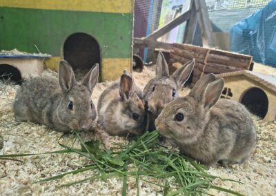 Astra, Zafira, Mokka & Bentley