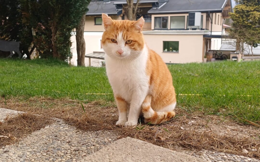 Fundtier Katze, Brandenberg  (04/2026)