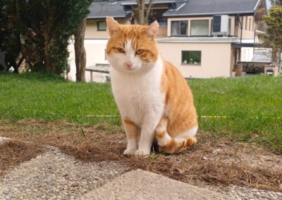 Fundtier Katze, Brandenberg  (04/2026)