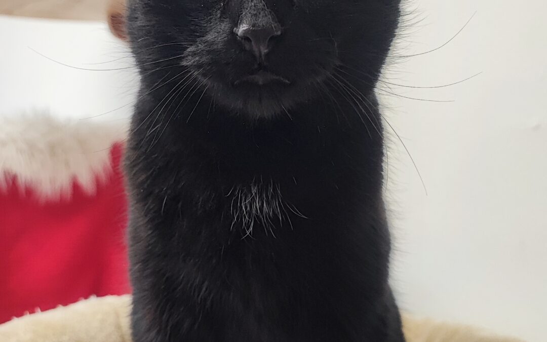 Clara