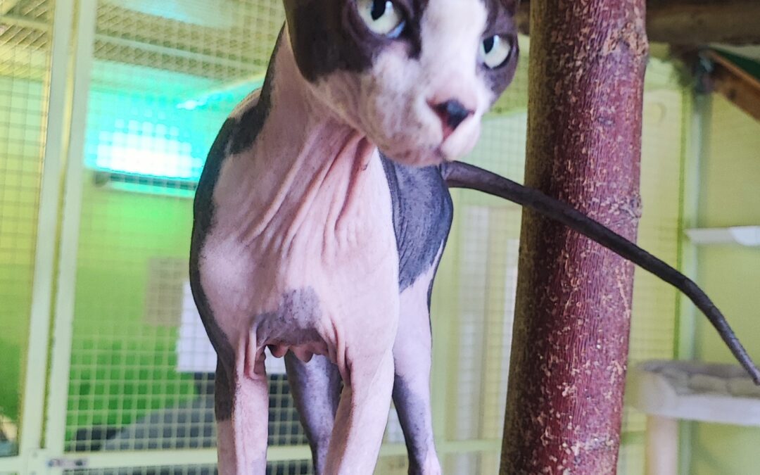 Cleo