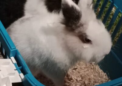 Flipper, Fügen  (04/2026)