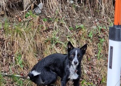 Sichtung Hund, Fügenberg  (04/2026)