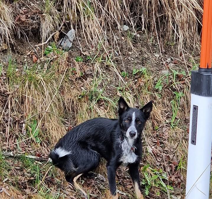 Sichtung Hund, Fügenberg  (04/2026)