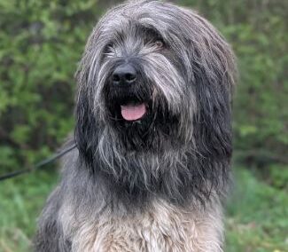 Gandalf