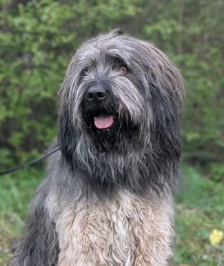 Gandalf