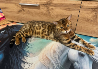 Yuki, Gnadenwald  (04/2026)