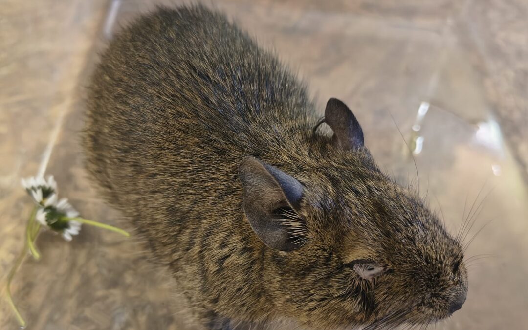 Fundtier Degu, Going  (04/2026)