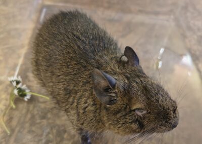 Fundtier Degu, Going  (04/2026)