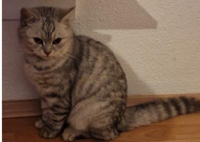 Gümüs, Hall in Tirol  (04/2026)