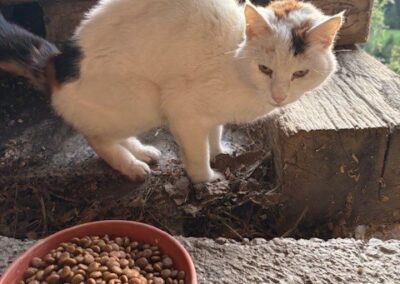 Fundtier Katze, Hart im Zillertal  (04/2026)