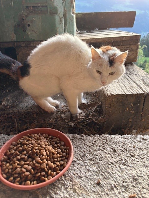 Fundtier Katze, Hart im Zillertal  (04/2026)