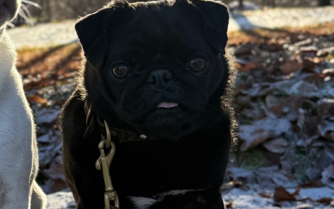 Mops, Hart im Zillertal  (04/2026)