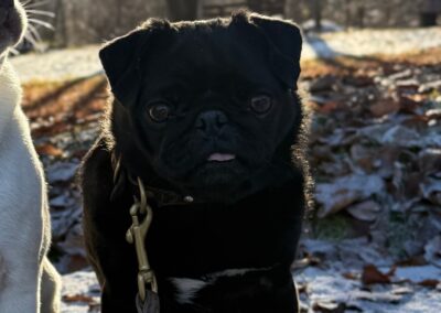 Mops, Hart im Zillertal  (04/2026)