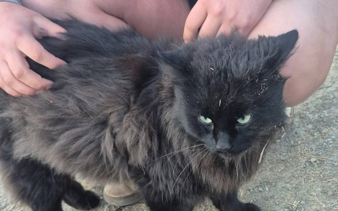 Fundtier Katze, Imst  (04/2026)