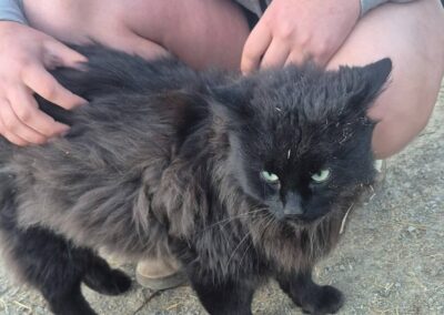 Fundtier Katze, Imst  (04/2026)
