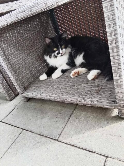 Daisy, Imst (04/2026) - Tierschutzverein für Tirol