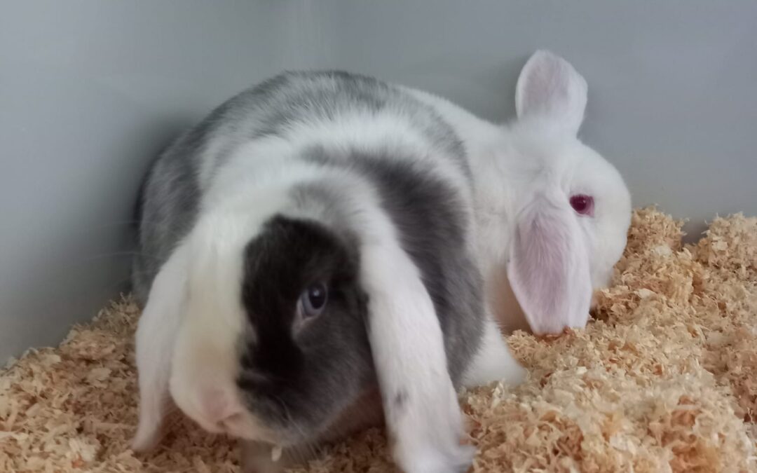 Fundtiere Kaninchen, Innsbruck  (04/2026)