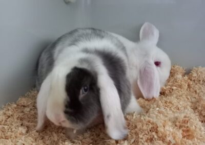 Fundtiere Kaninchen, Innsbruck  (04/2026)
