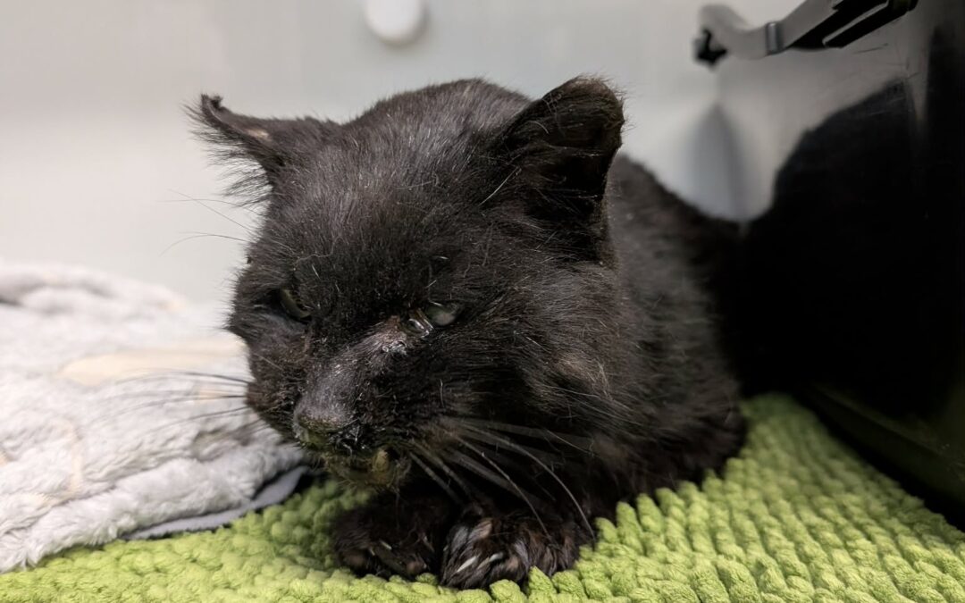 Fundtier Kater (verstorben), Innsbruck  (04/2026)