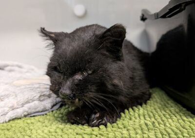 Fundtier Kater (verstorben), Innsbruck  (04/2026)