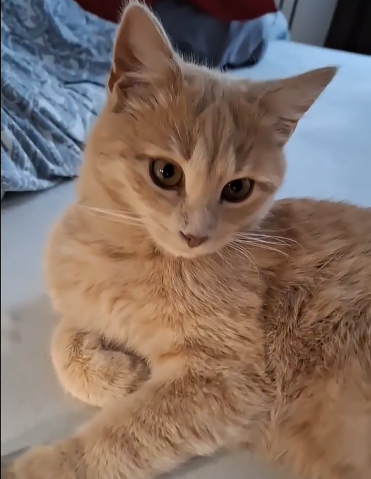 Fundtier Kater, Innsbruck  (04/2026)