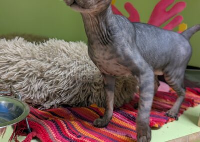 Fundtier Kater, Innsbruck  (04/2026)