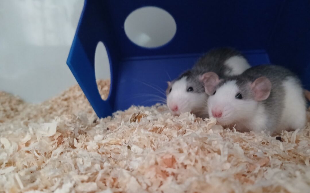 Fundtiere Ratten, Innsbruck  (04/2026)