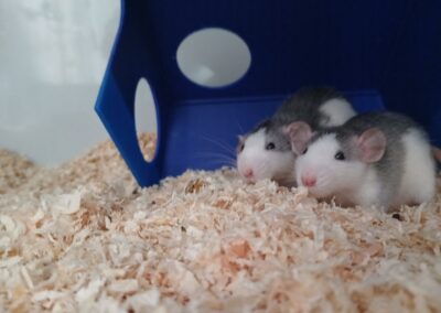 Fundtiere Ratten, Innsbruck  (04/2026)