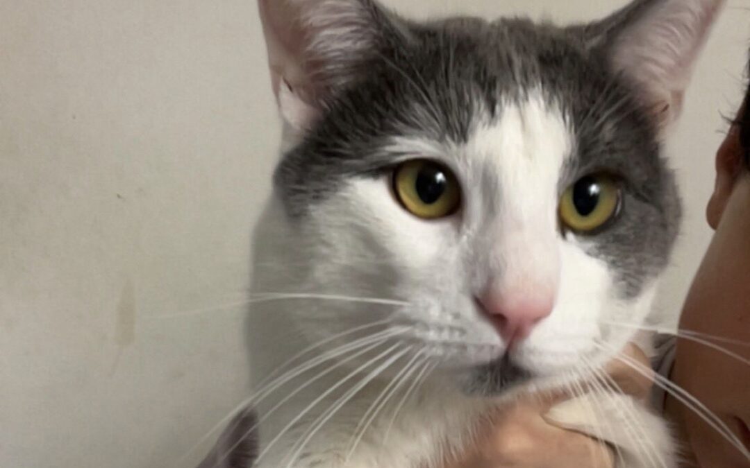 Cosmo, Innsbruck  (04/2026)