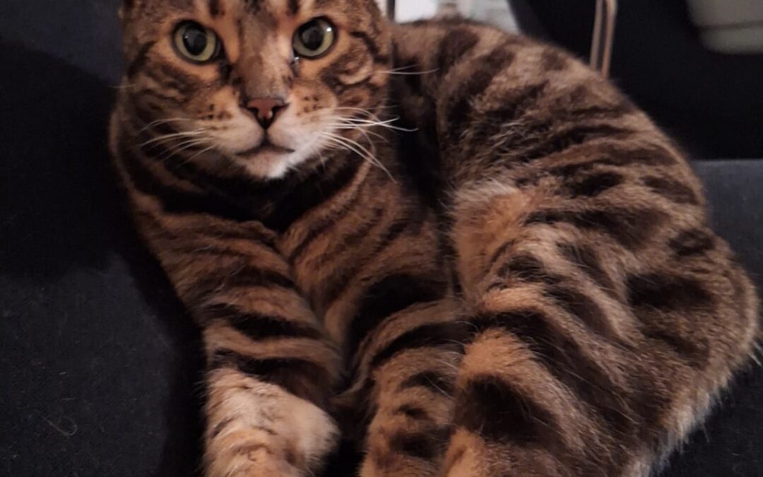 Puma, Innsbruck  (04/2026)