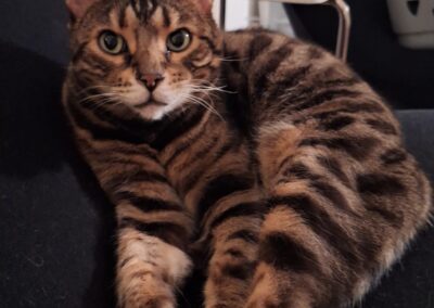 Puma, Innsbruck  (04/2026)